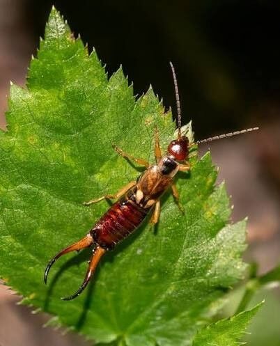 earwig