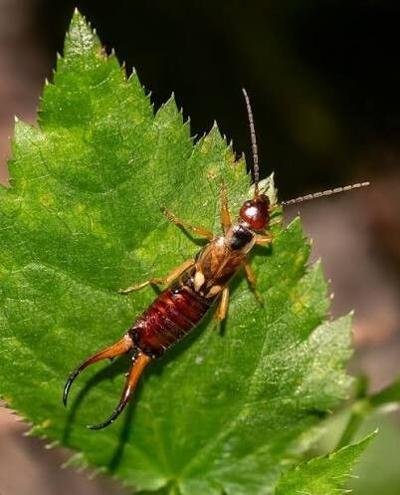 earwig