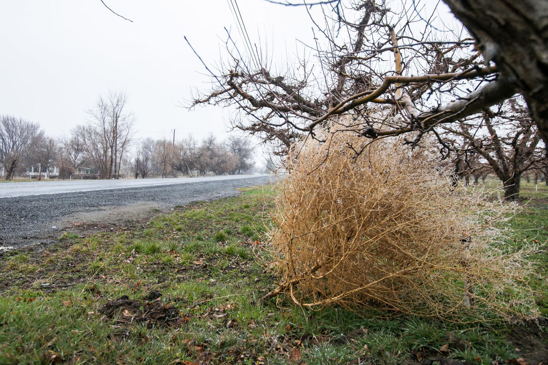 Tumbling tumbleweeds: Western icon also can be an unwelcome guest, Local