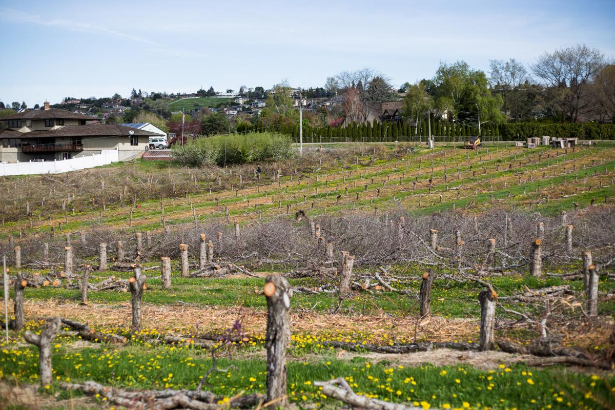 Family scaling back operation at one of Yakima's oldest orchards