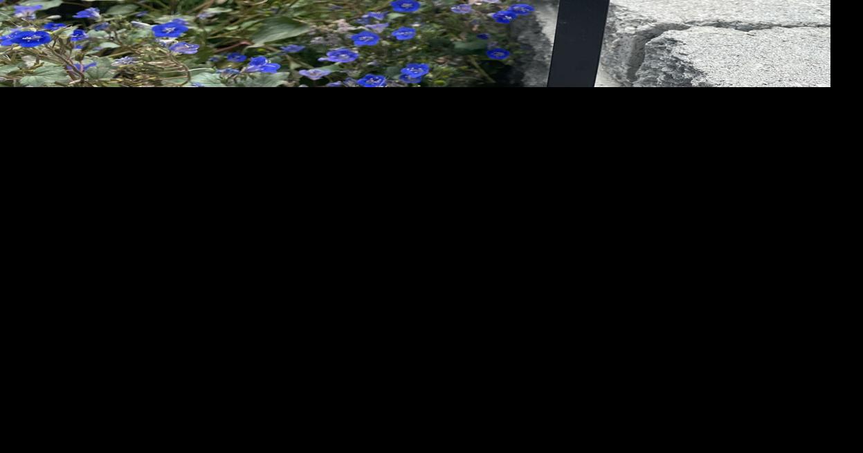 Yakima County Master Gardeners Tired of your thirsty lawn? Try putting