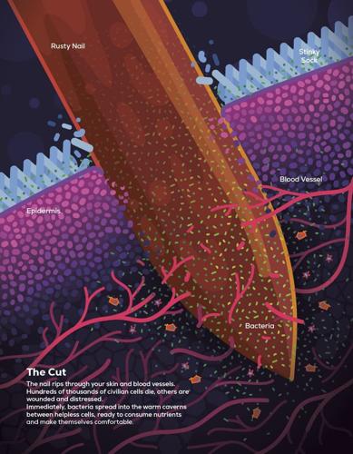 Book Scene: Ready for a deep dive into your immune system?  Explore 