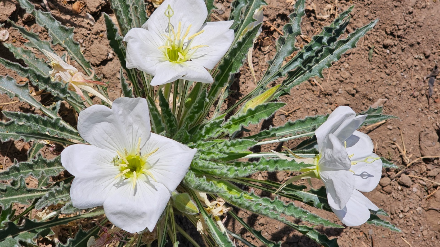 Yakima County Master Gardeners: Falling in love with a native