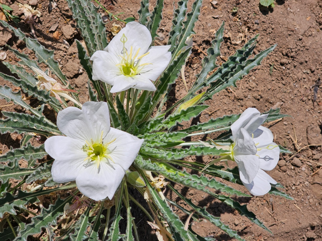 Yakima County Master Gardeners: Falling in love with a native