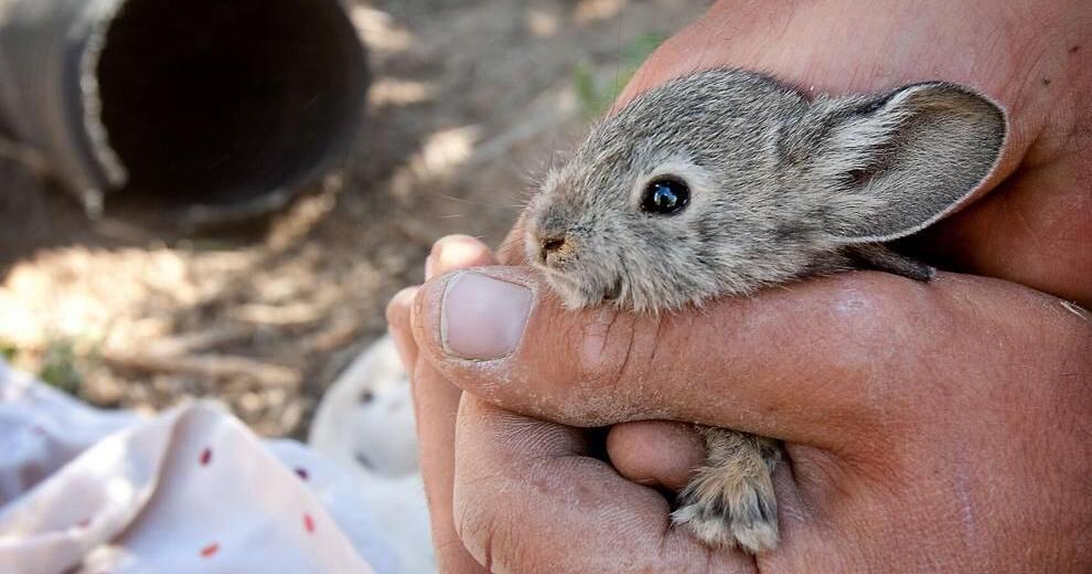 Pygmy rabbits appreciate new approach in Central Washington | Northwest ...