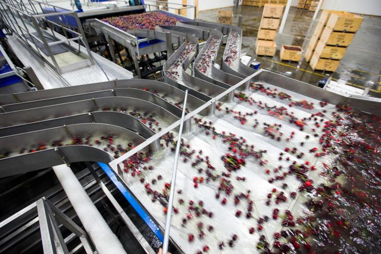 Packing the 2017 cherry crop | Photos and Videos | yakimaherald.com
