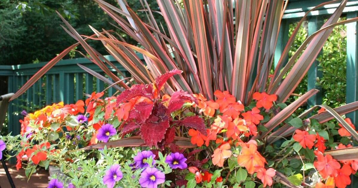 Grasp Gardeners: Ideas for profitable container gardening | House And Backyard Master Gardeners: Tips for successful container gardening | Home And Garden