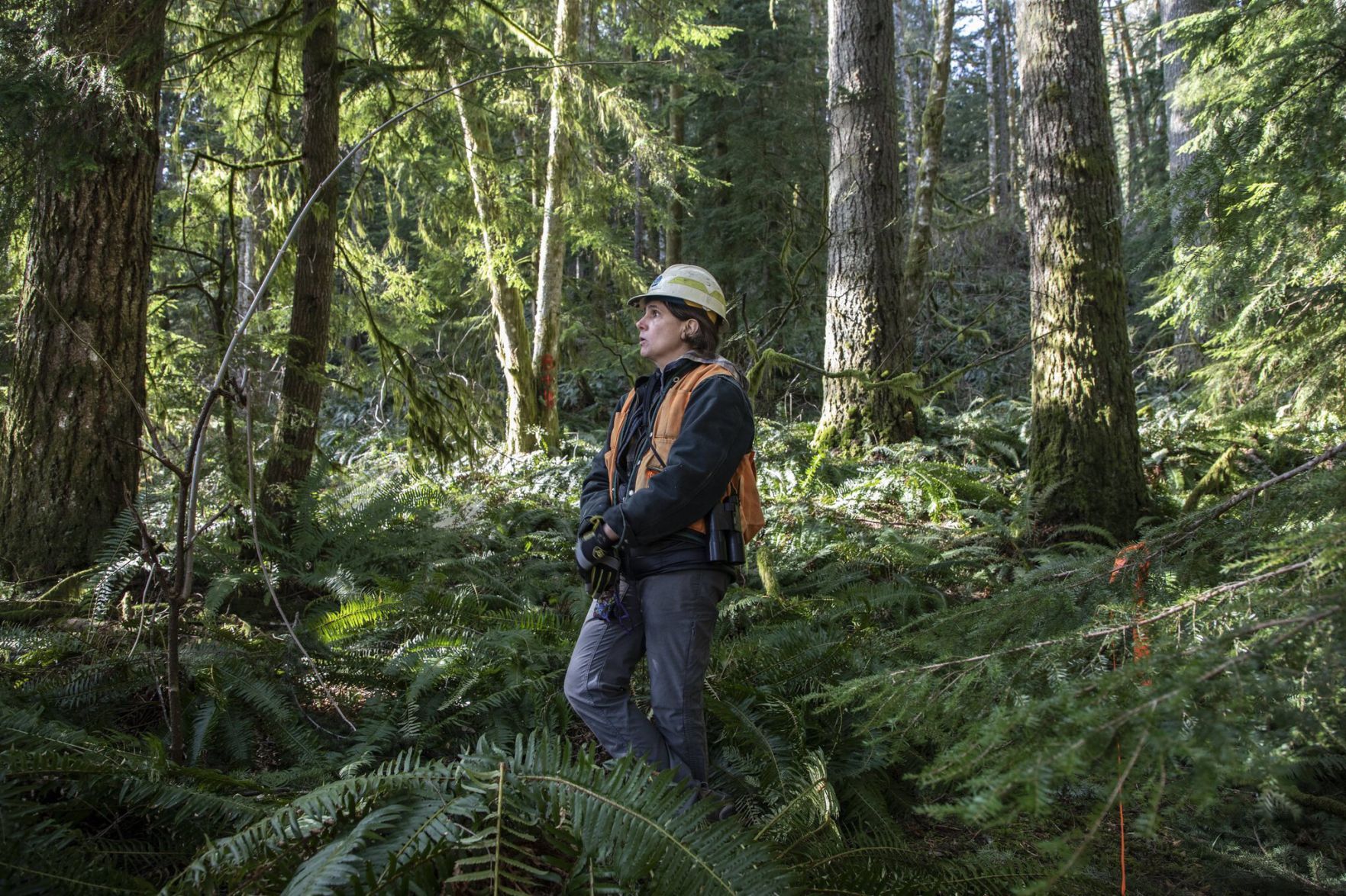 Amid climate crisis a proposal to save Washington state forests