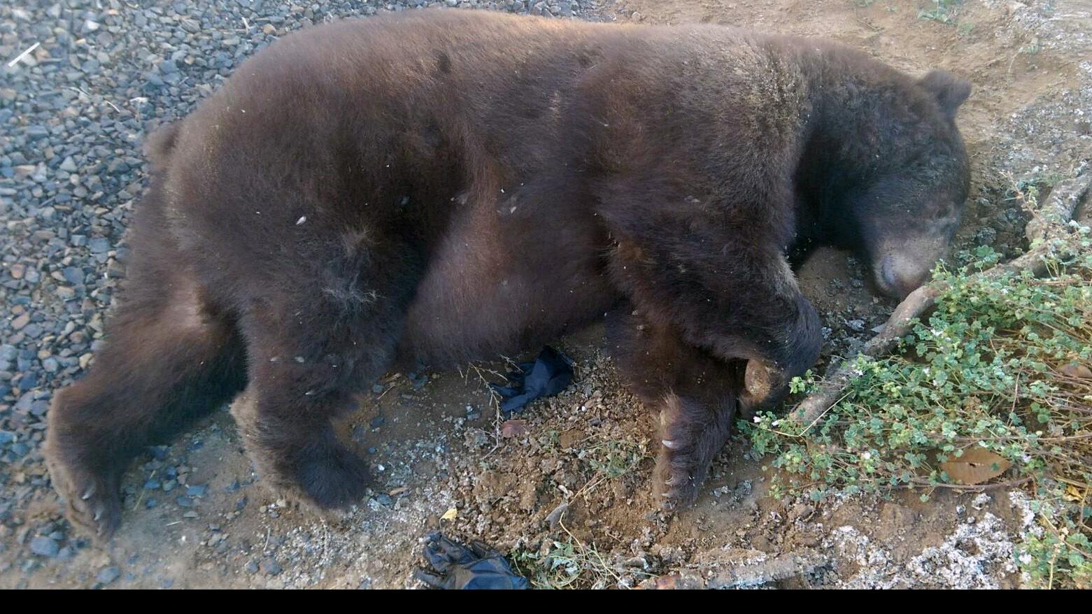 Discover the Largest Bear Ever Caught in Oregon - AZ Animals