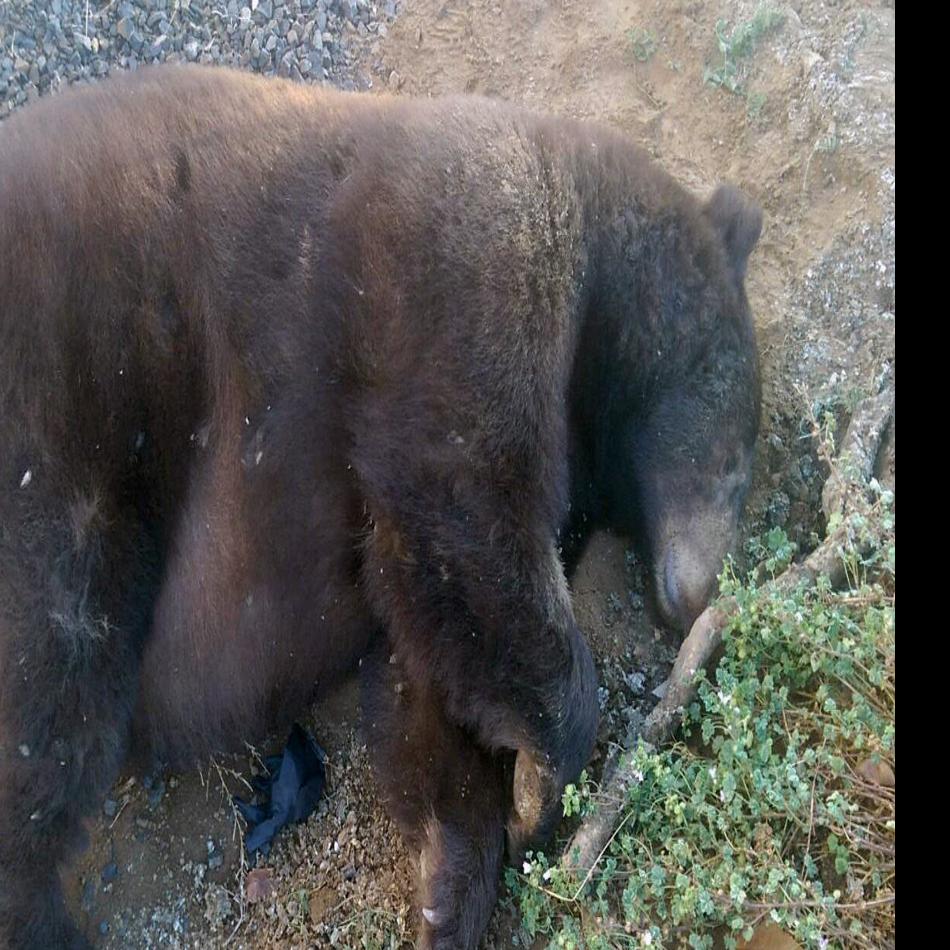 Discover the Largest Bear Ever Caught in Oregon - AZ Animals