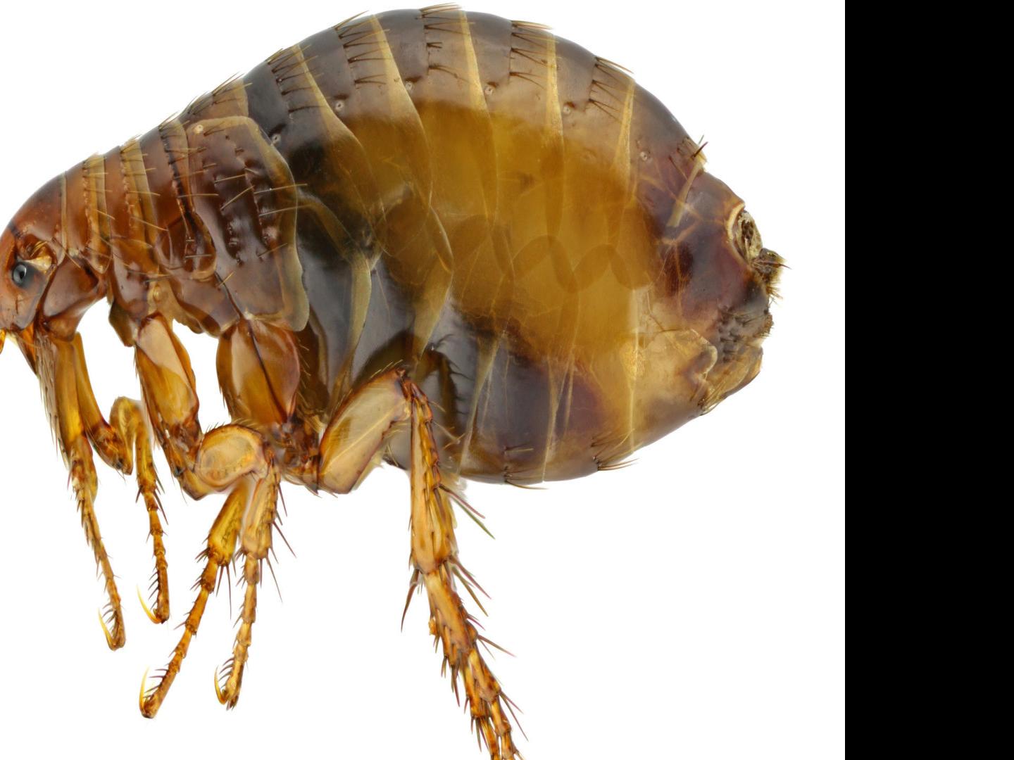 Master Gardeners Oh No We Have Fleas Home And Garden