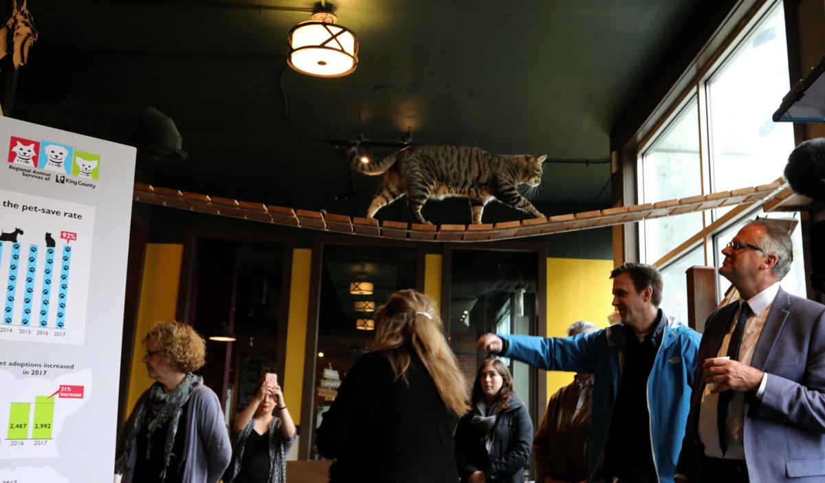 Cat Cafe Offers Food Felines And Opportunities For