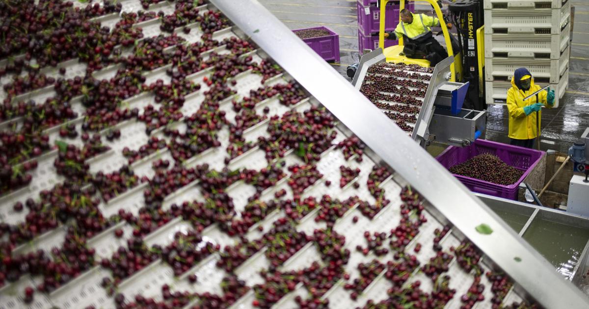 It Happened Here: Cherries introduced to Pacific Northwest
