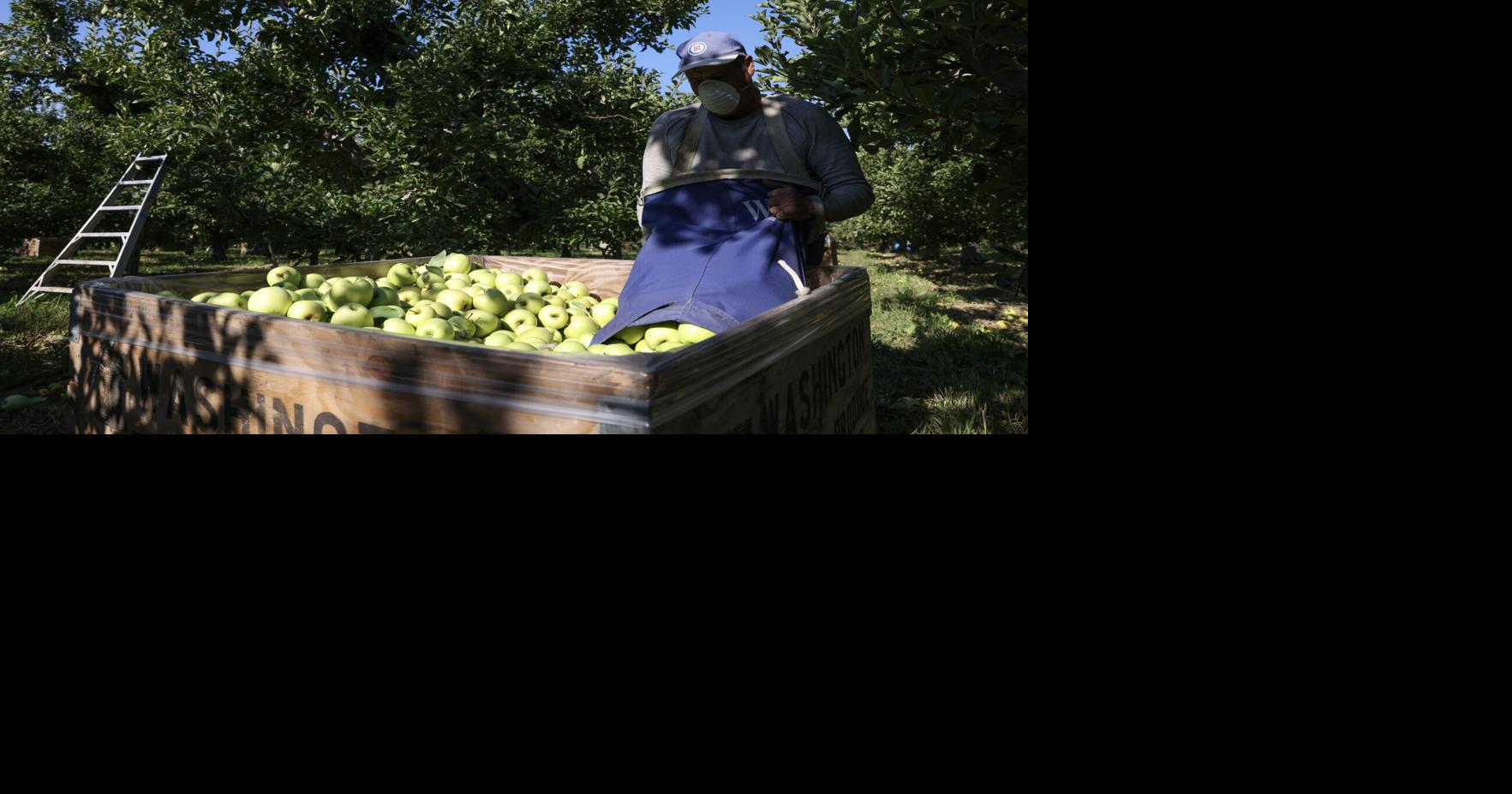 Too much fruit: WA tree farmers talk about how to address oversupply