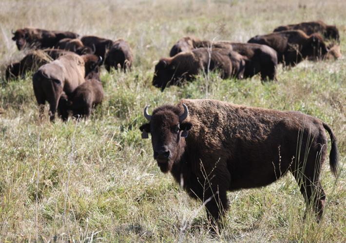 Bison