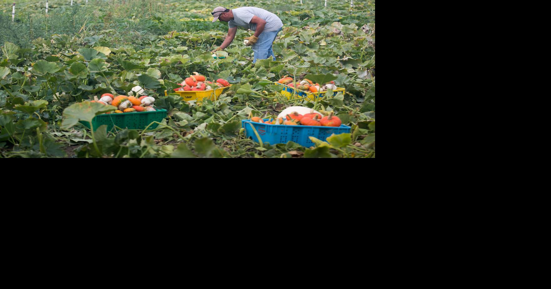 Pumpkin patches and corn mazes now OK in Yakima County Local