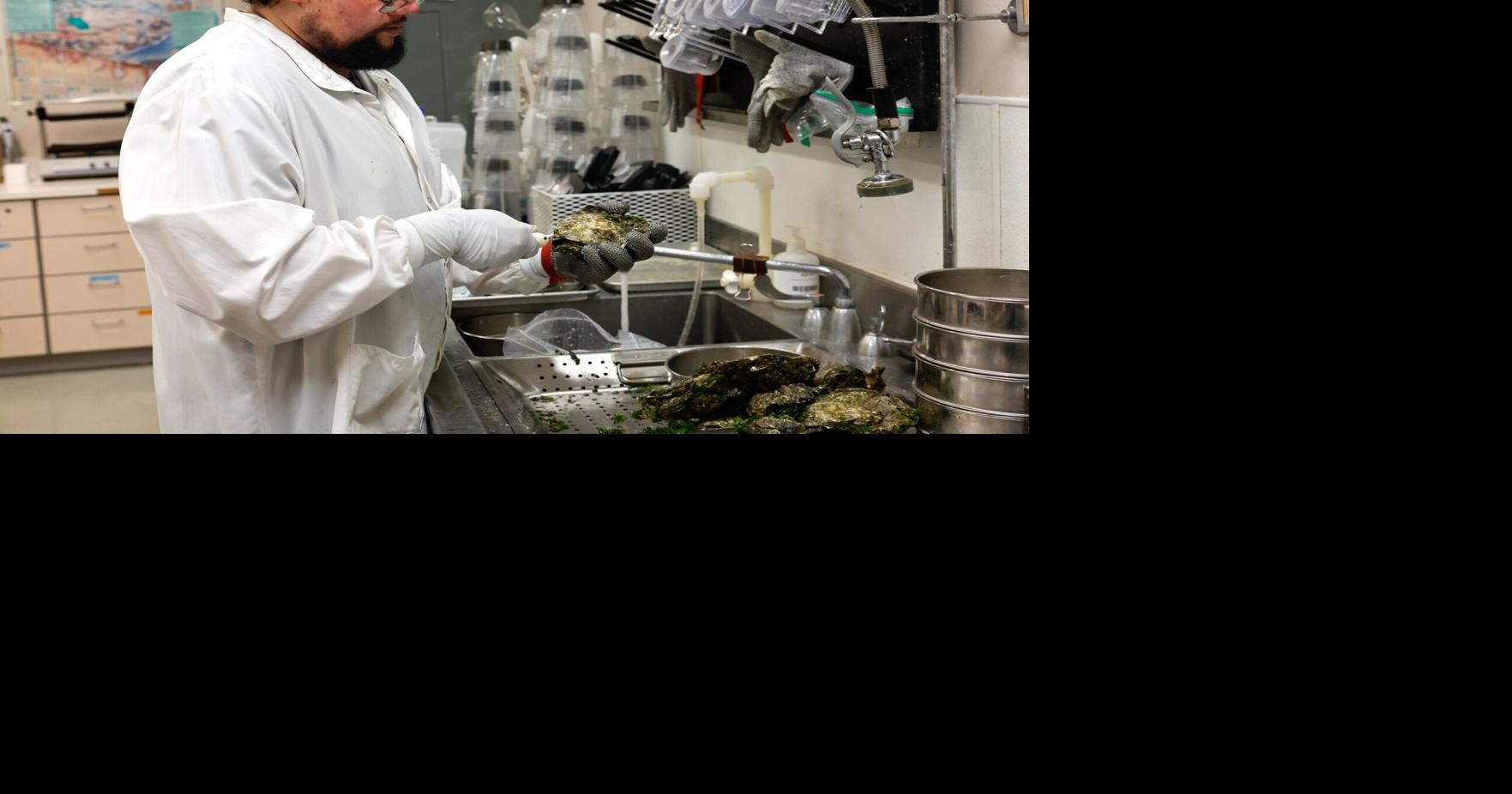 How a Washington lab tests shellfish for dangerous toxins Isabella Breda from The Seattle Times Aug 25, 2026 Aug 25, 2026 Updated 10 mins ago