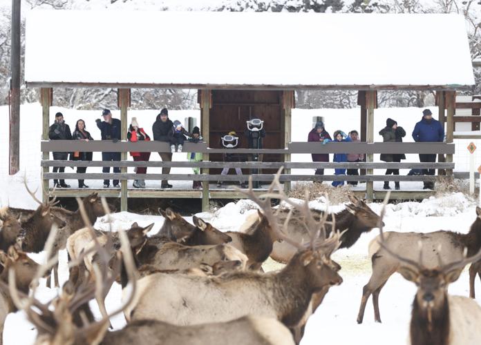 Oak Creek feeding returns with snow to keep elk out of trouble Outdoors and Recreation