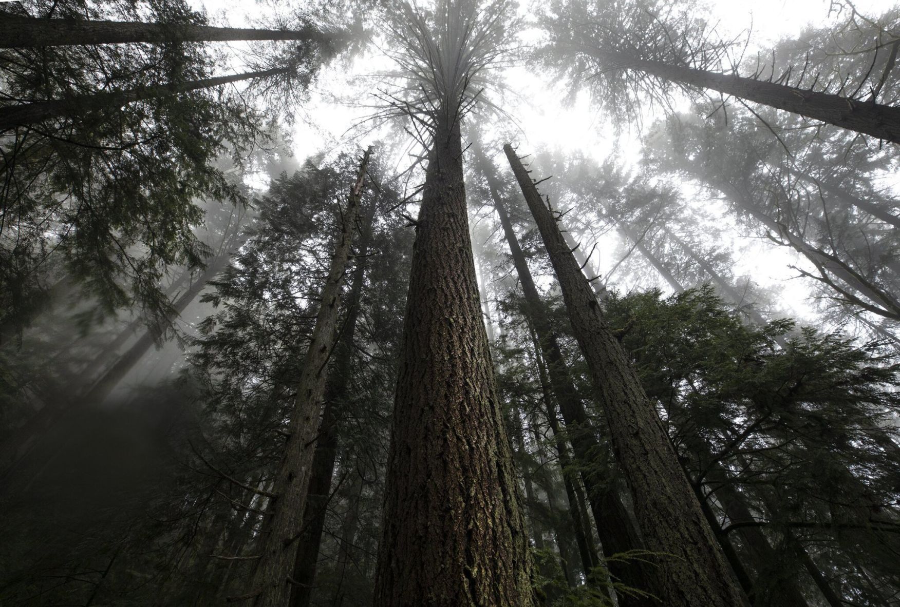 Amid climate crisis a proposal to save Washington state forests for