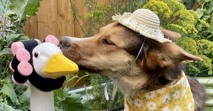 Wandering Central Washington: The rise, fall and resurrection of the porch goose