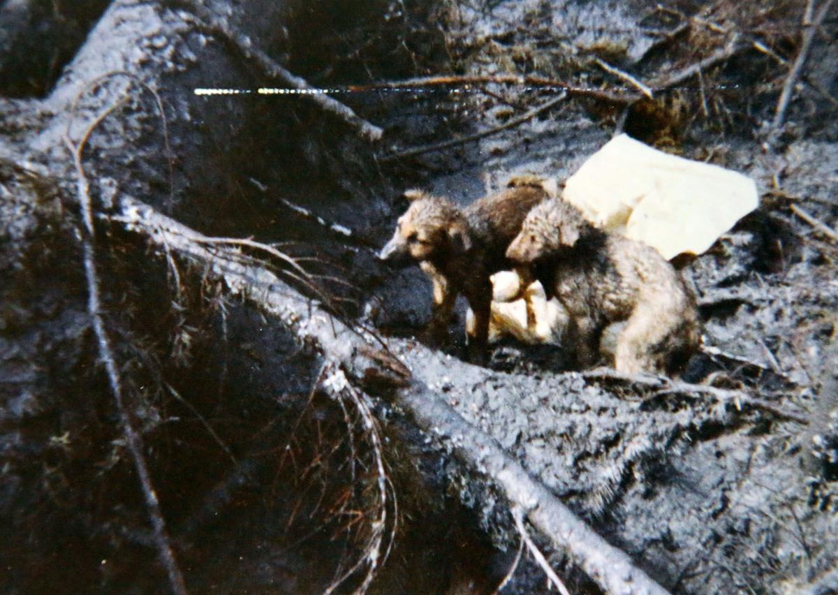 Stories Of Survival During Mount St Helens Eruption Part