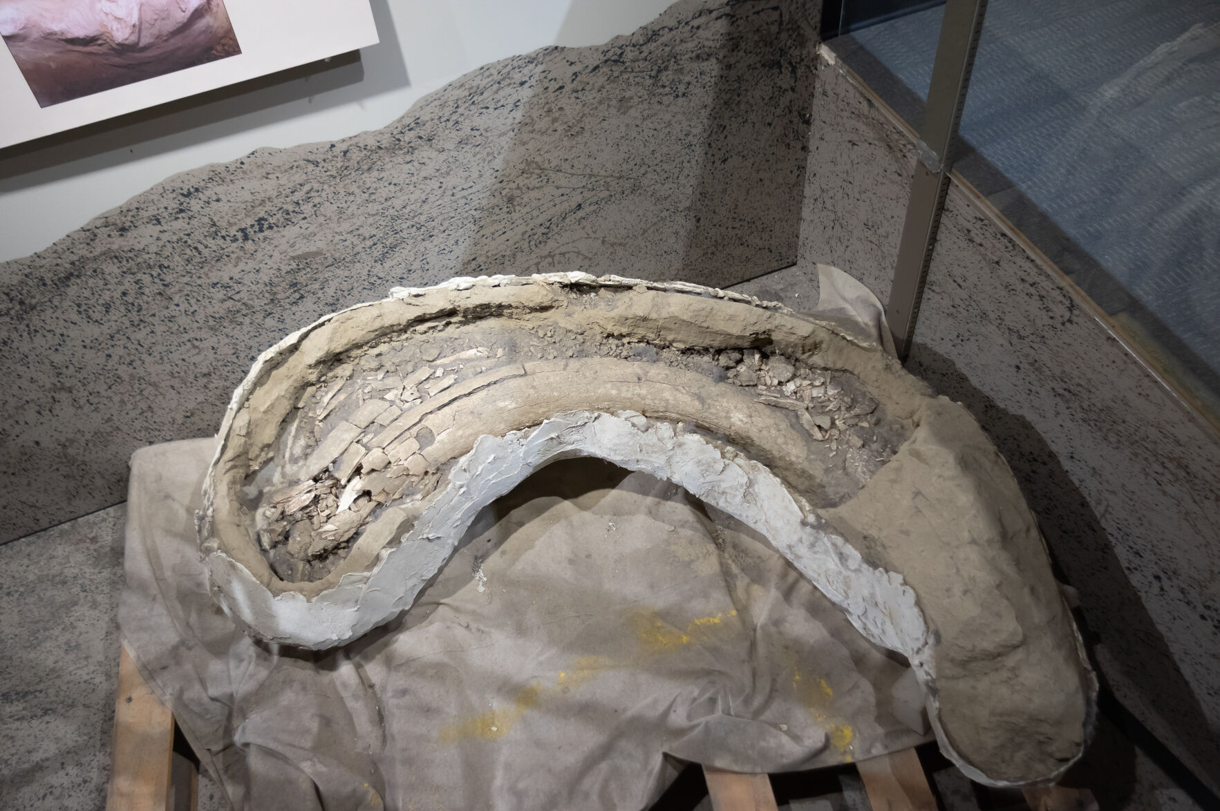 It Happened Here: Workers unearth mammoth tusk in Moxee parking