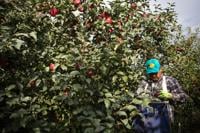 Fresh harvest of Cosmic Crisp® apples hit stores Dec. 1