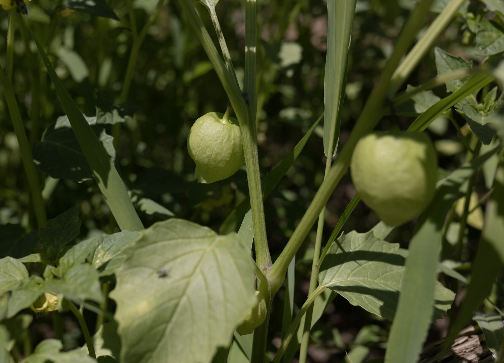 Opinion Wapato Sisters Have Planted More Than Just A Garden Opinion   64c1b3b703c47.image 