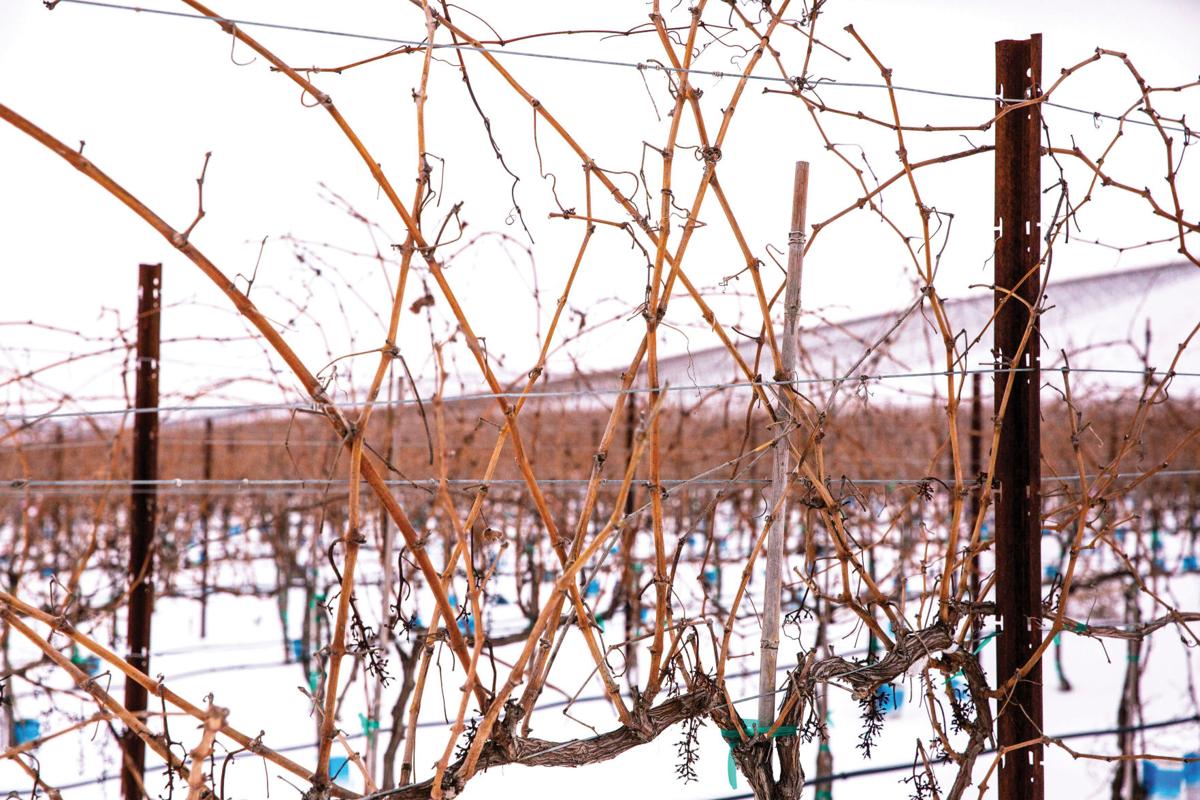 Wine Scene Pruning Grapevines Is Part Science Part Art Scene