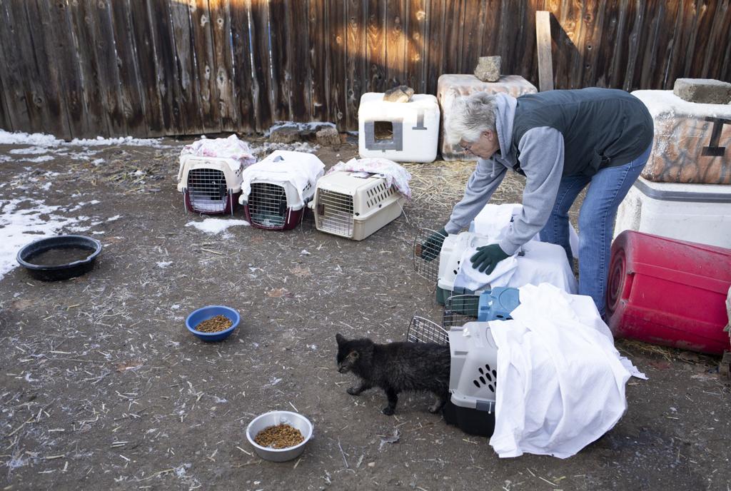 Independent Efforts Struggle To Keep Up With Population Of Feral