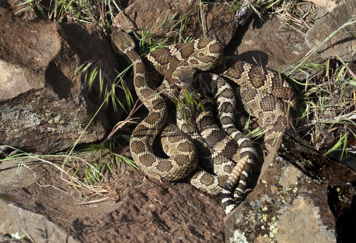 CWU researchers share fascinating discoveries about Crotalus oreganus