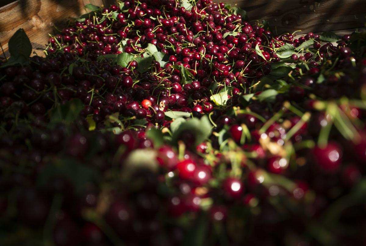 Cherry harvest going strong in Yakima Valley Local