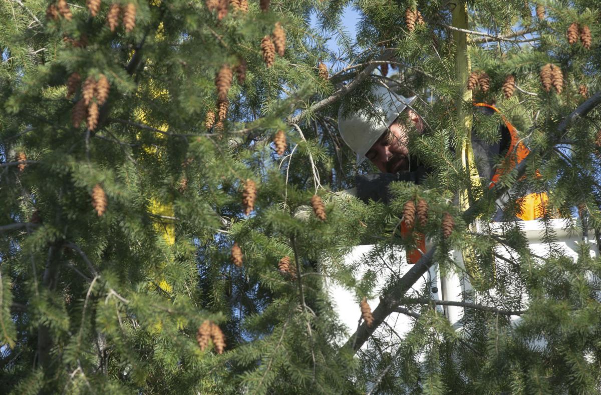 Ready for the holidays 30foot tree set up in downtown Yakima Local