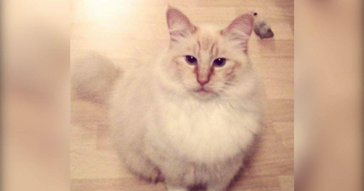 A Serial Cat Killer Is Responsible For 7 Feline Deaths In