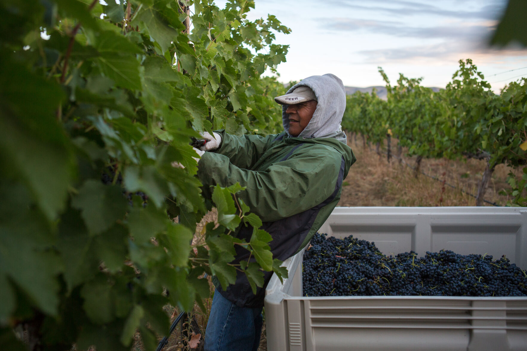 Wine harvest clearance