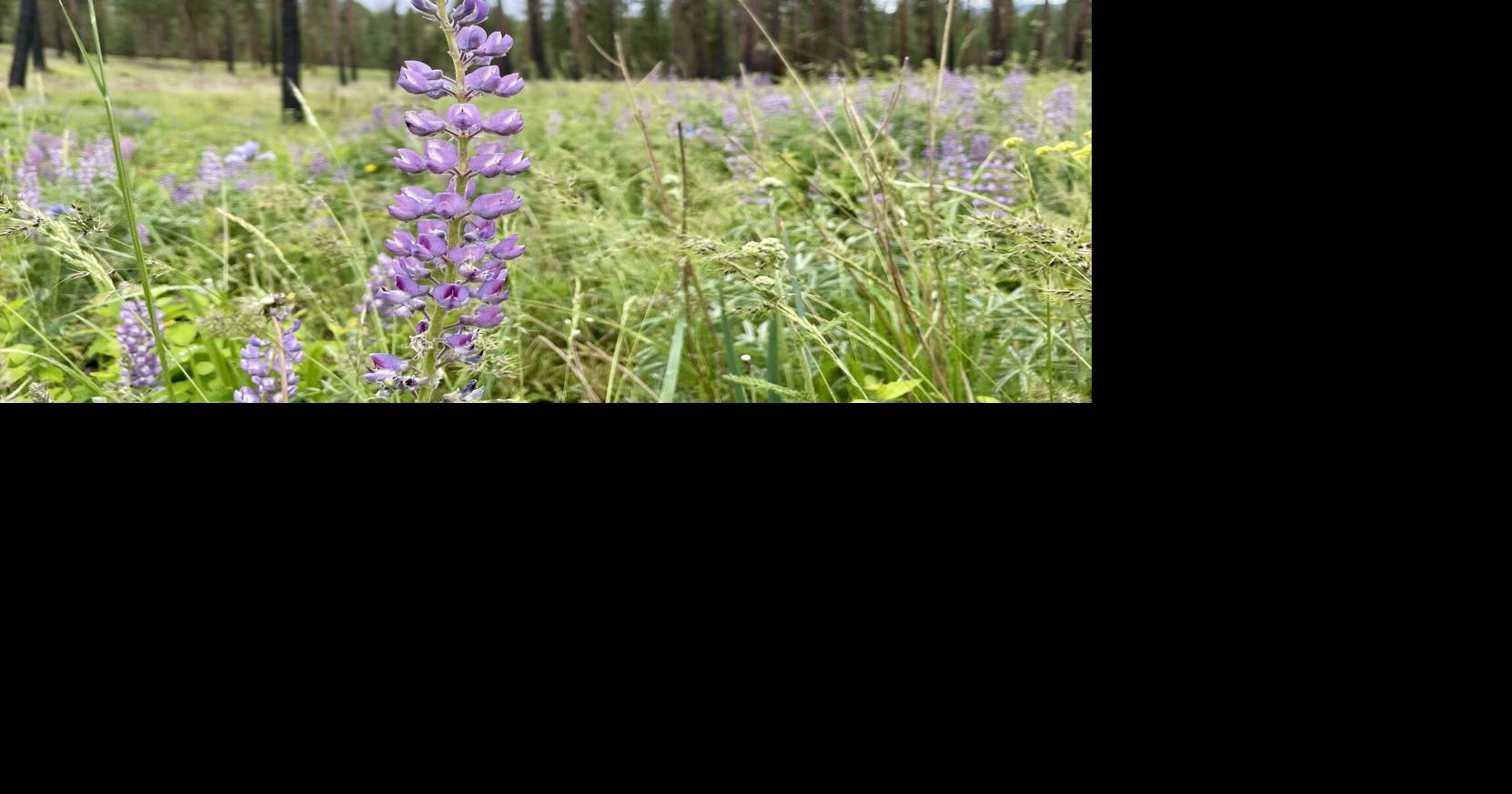 Wandering Central Washington: The hills are alive with lupine
