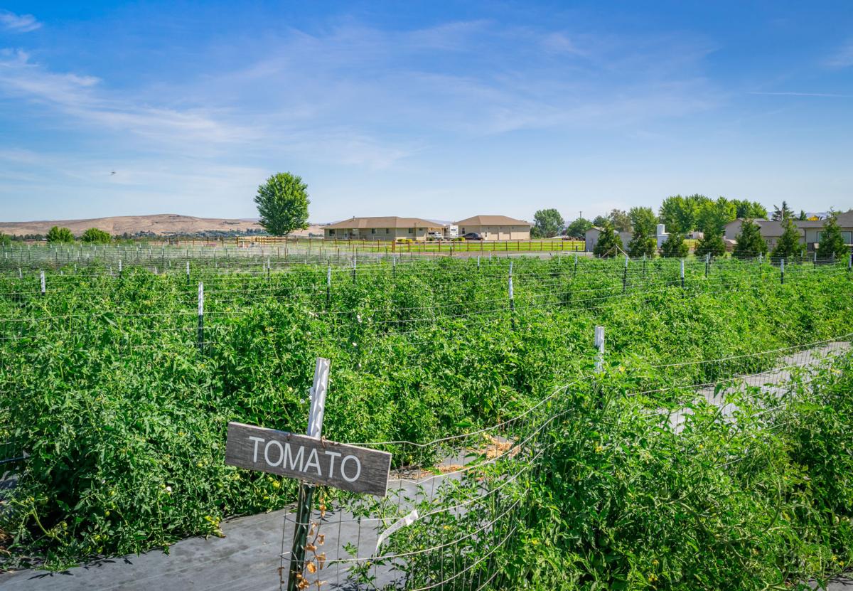 Yakima Valley UPick farms offer an ideal family outing Playdate