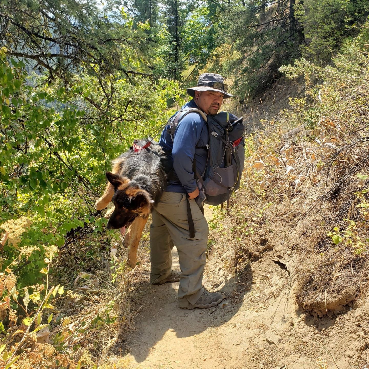 German shop shepherd hiking