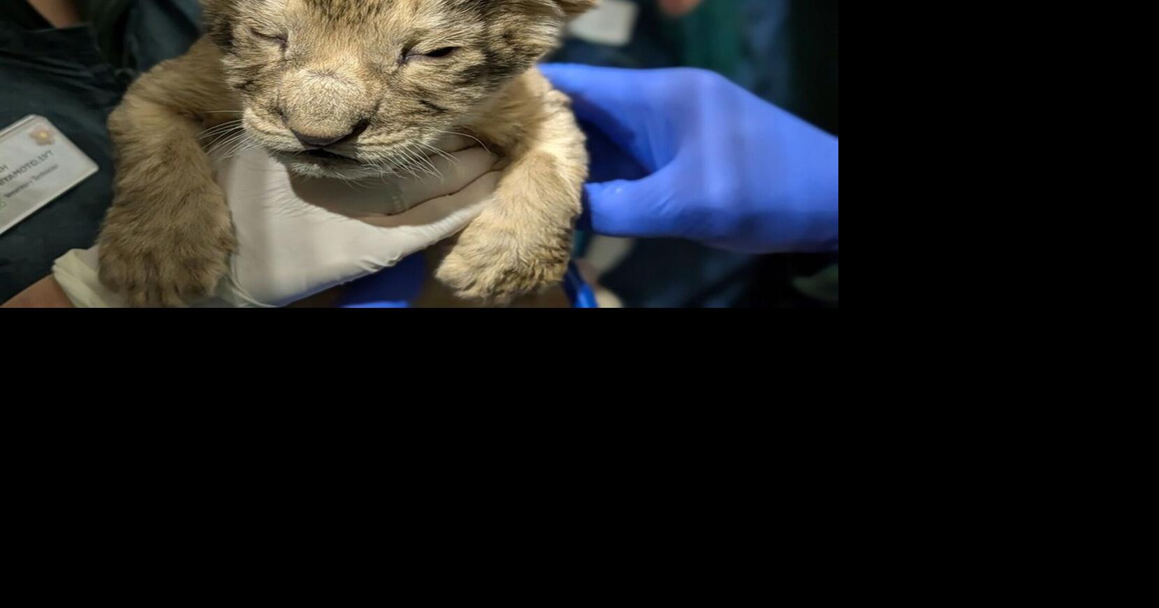 Woodland Park Zoo welcomes 2 baby lions, first born in over decade