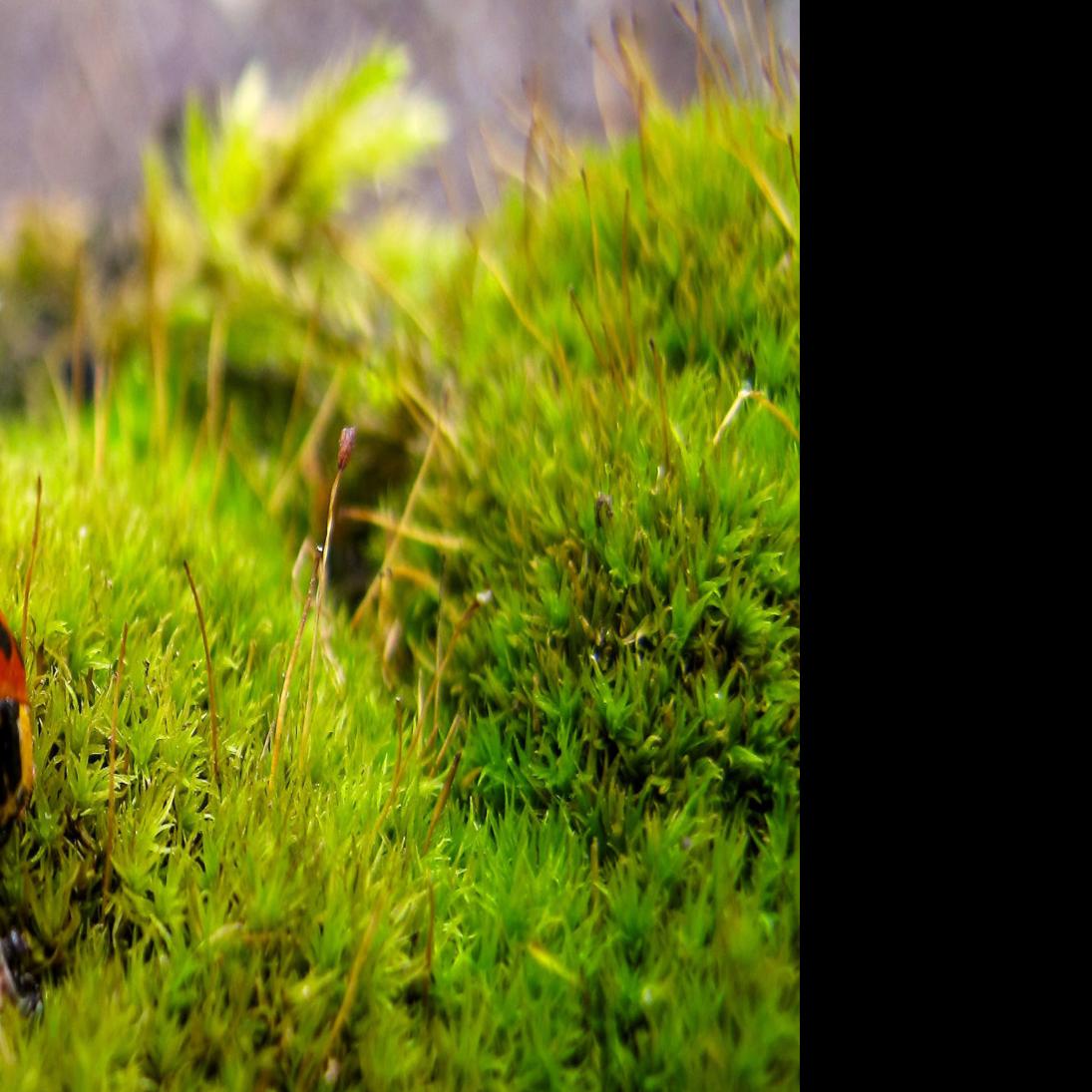 Master Gardeners Where Do Bugs Go In The Winter Home And