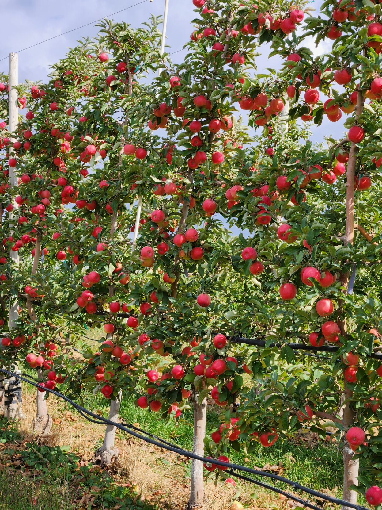 Washington growers bet on new apple