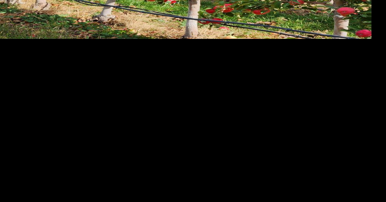 Growing WA 64 apples