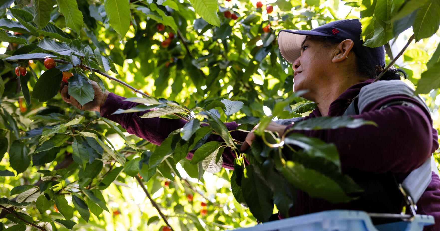 A sunny outlook for Yakima Valley cherry growers - Vimarsana News