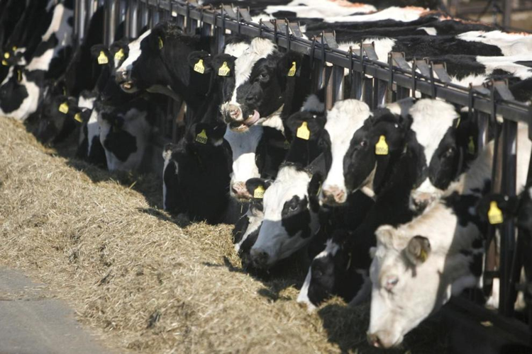 dairy lawsuit