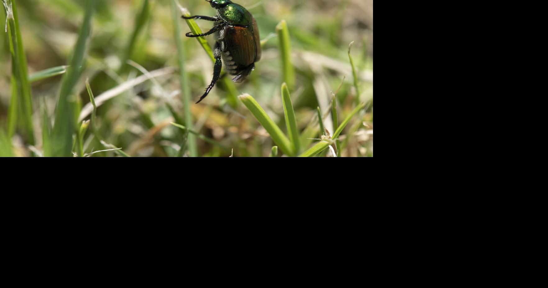 As threat of invasive beetles grows in lower Yakima Valley, WSDA plans ...