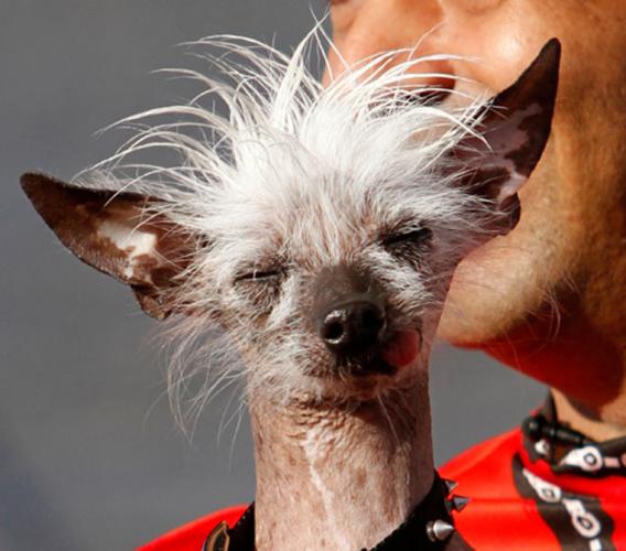 World's ugliest dog contest winners | News Photos | yakimaherald.com