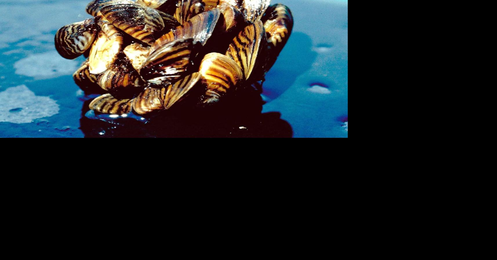 Invasive mussels found in Washington pet store could cost state