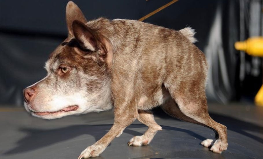 ugliest dog 2015
