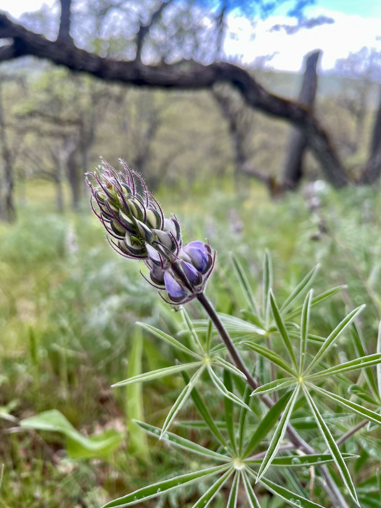 Lupine