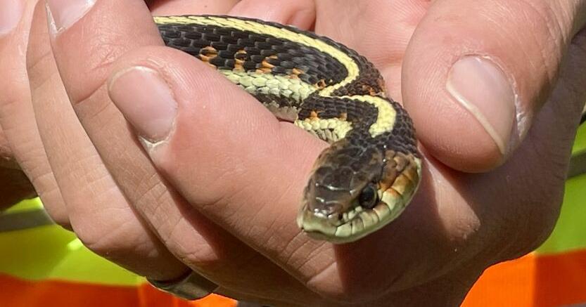 Wandering Central Washington: 'It's just a snake'